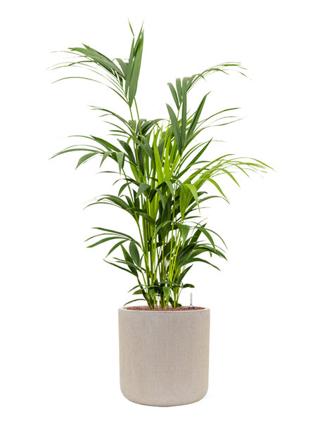 Baq Goutte de pluie | Palmier Kentia