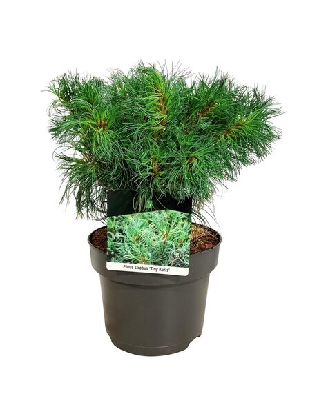 Pinus