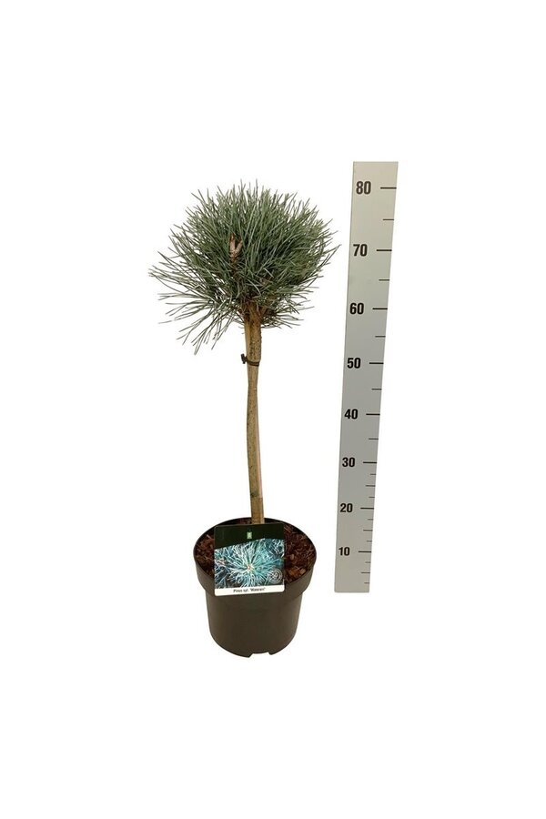 Pin Pinus Watereri
