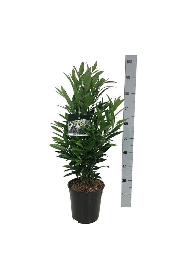 Laurier du Portugal Prunus Renault Ace ®