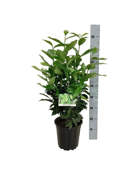 Prunus