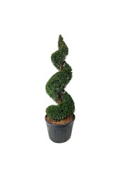 Venijnboom Taxus baccata