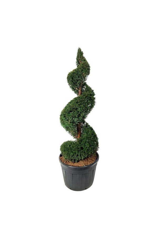 Venijnboom Taxus baccata