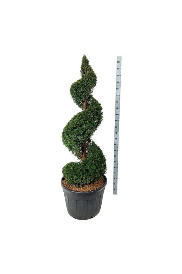 Venijnboom Taxus baccata