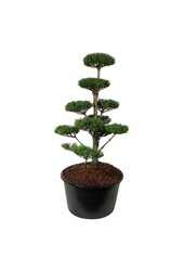 Denneboom Pinus nigra nigra