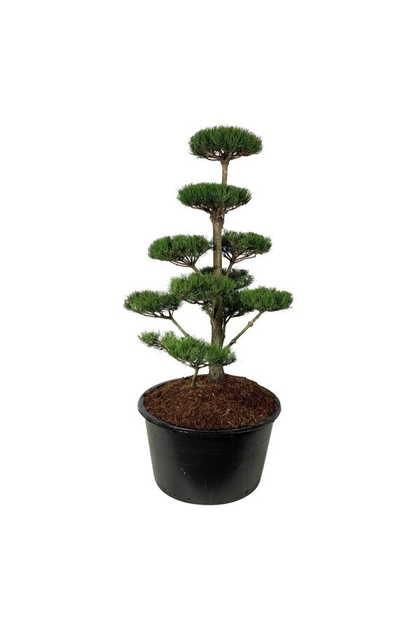 Denneboom Pinus nigra nigra