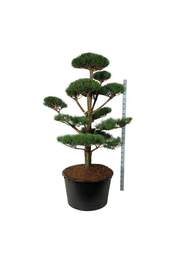 Denneboom Pinus sylvestris