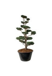 Denneboom Pinus sylvestris