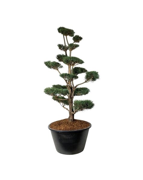 Pinus