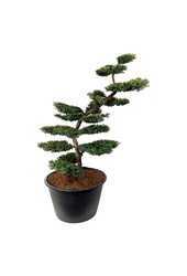 Venijnboom Taxus Summergold