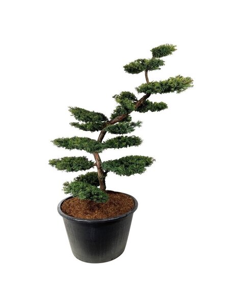 Taxus