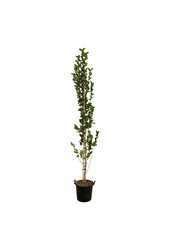 Beverboom Magnolia kobus Isis®