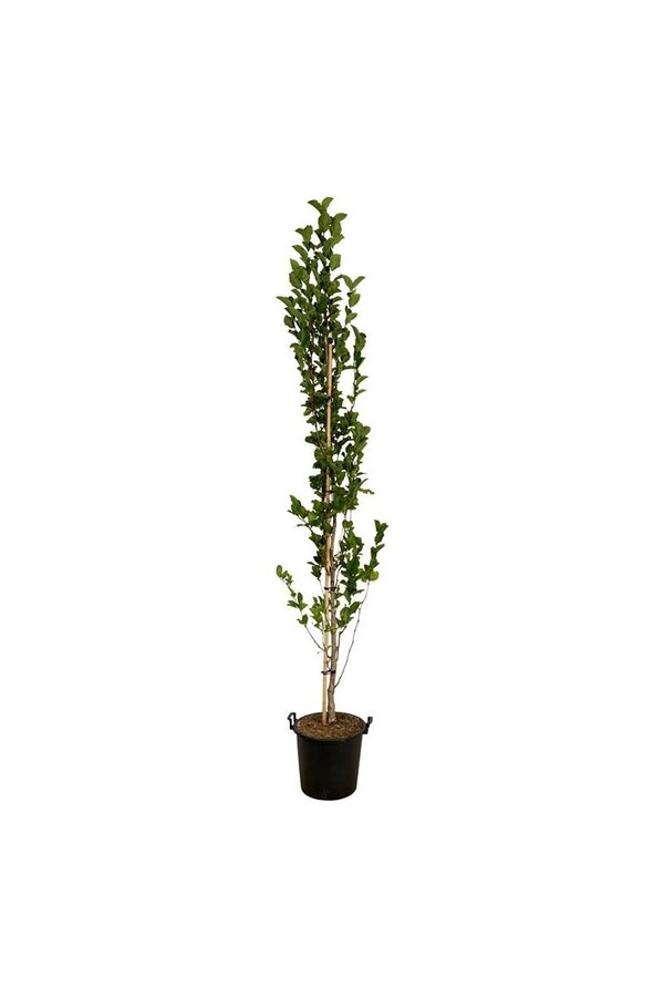 Beverboom Magnolia kobus Isis®