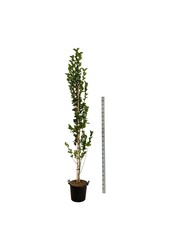 Beverboom Magnolia kobus Isis®