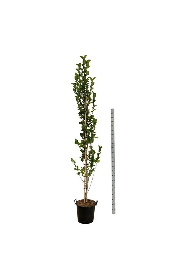 Beverboom Magnolia kobus Isis®