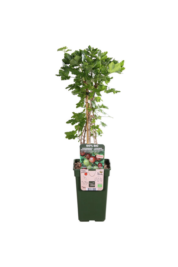 Kruisbes Easycrisp Lady Late
