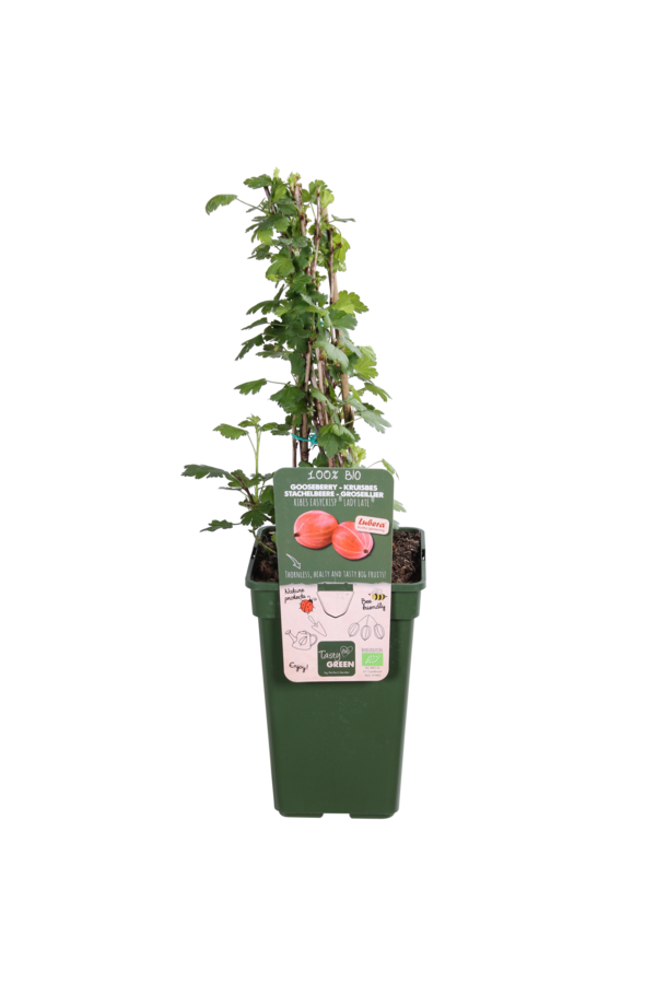 Kruisbes Easycrisp Lady Late