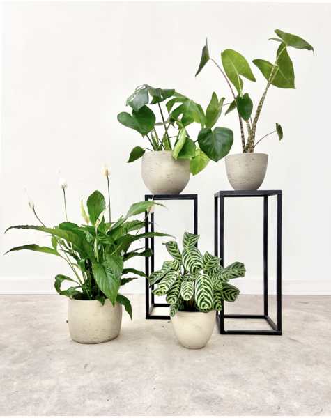 Pack de plantes