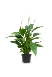 Pack de plantes Spathiphyllum - Zebrina - Monstera - Calathea
