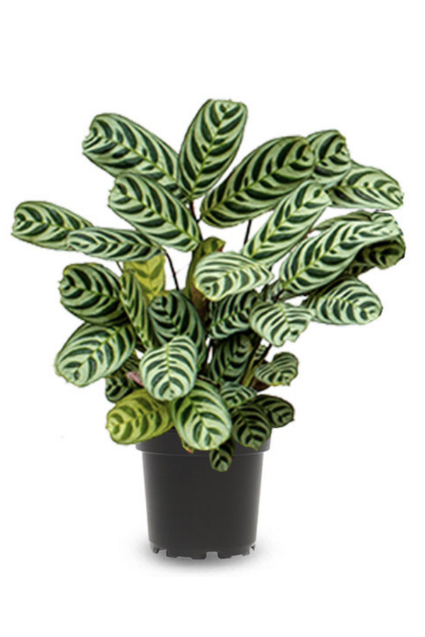 Pack de plantes Spathiphyllum - Zebrina - Monstera - Calathea