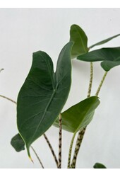 Plantenpakket Lepelplant - Zebrina - Monstera - Calathea