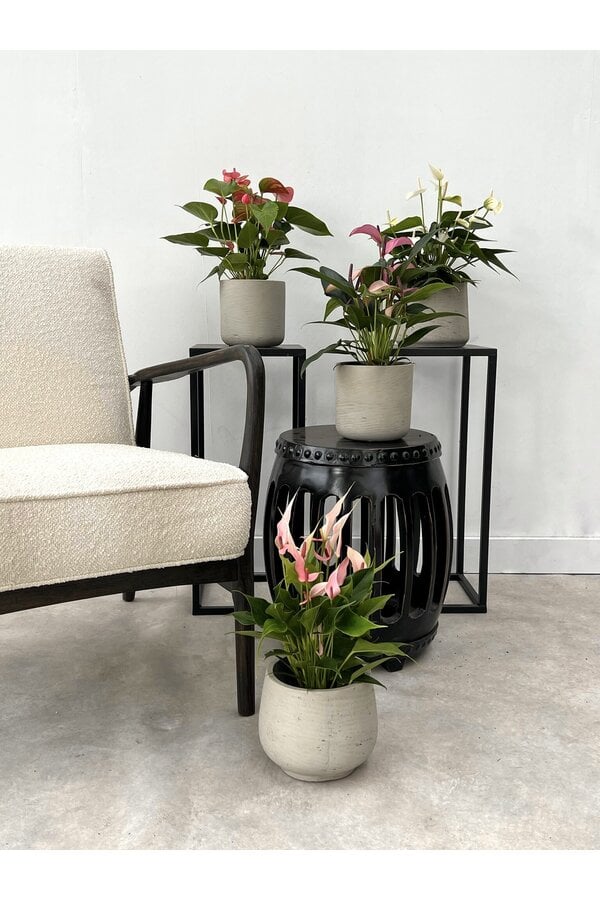 Plantenpakket Anthurium