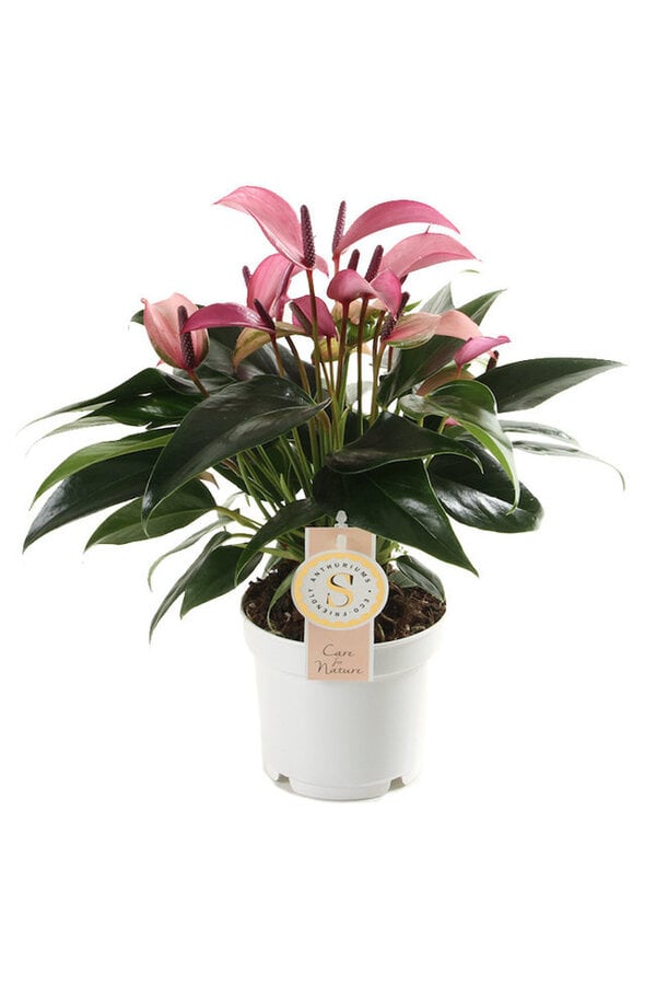 Plantenpakket Anthurium