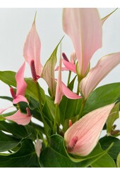 Pack de plantes Anthurium