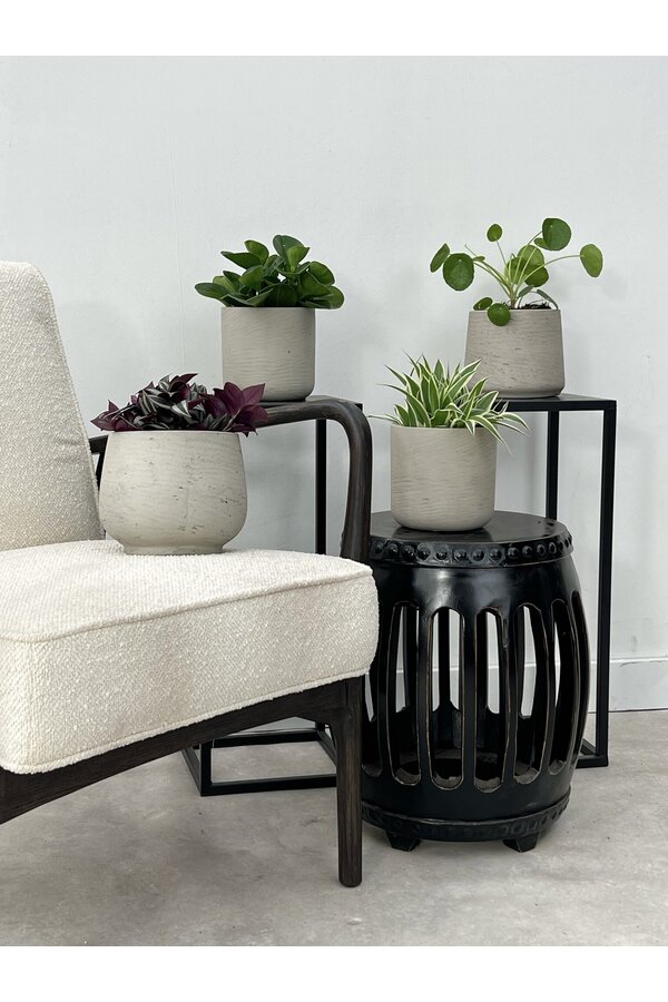 Plantenpakket Vaderplant - Spiderplant - Peperomia -  Pilea