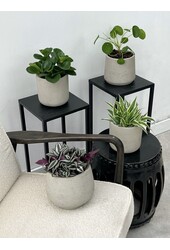 Plantenpakket Vaderplant - Spiderplant - Peperomia -  Pilea