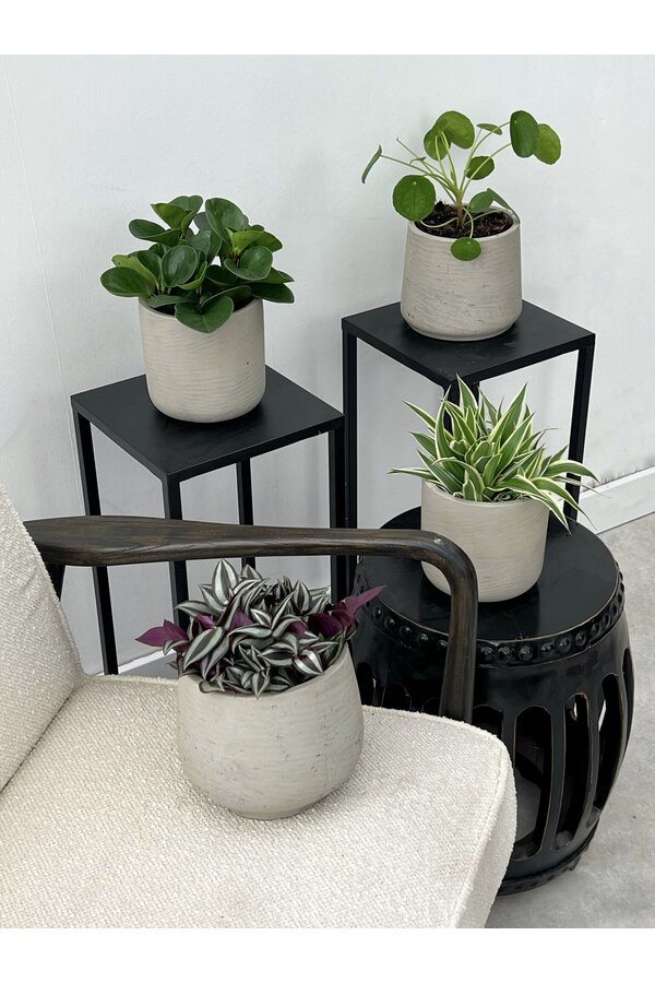 Plantenpakket Vaderplant - Spiderplant - Peperomia -  Pilea