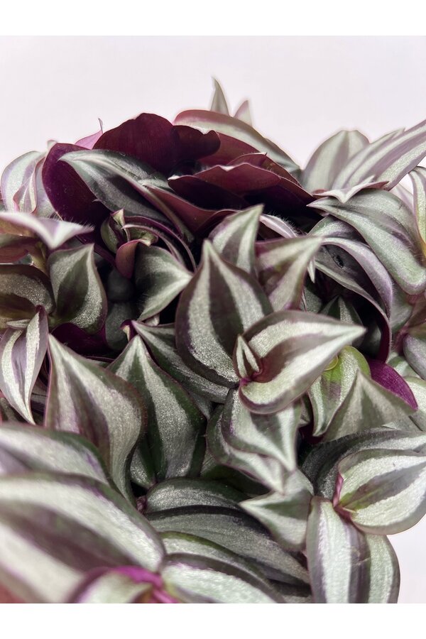 Pack de plantes Plante Père - Plante araignée - Peperomia - Pilea