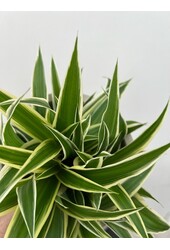 Plantenpakket Vaderplant - Spiderplant - Peperomia -  Pilea