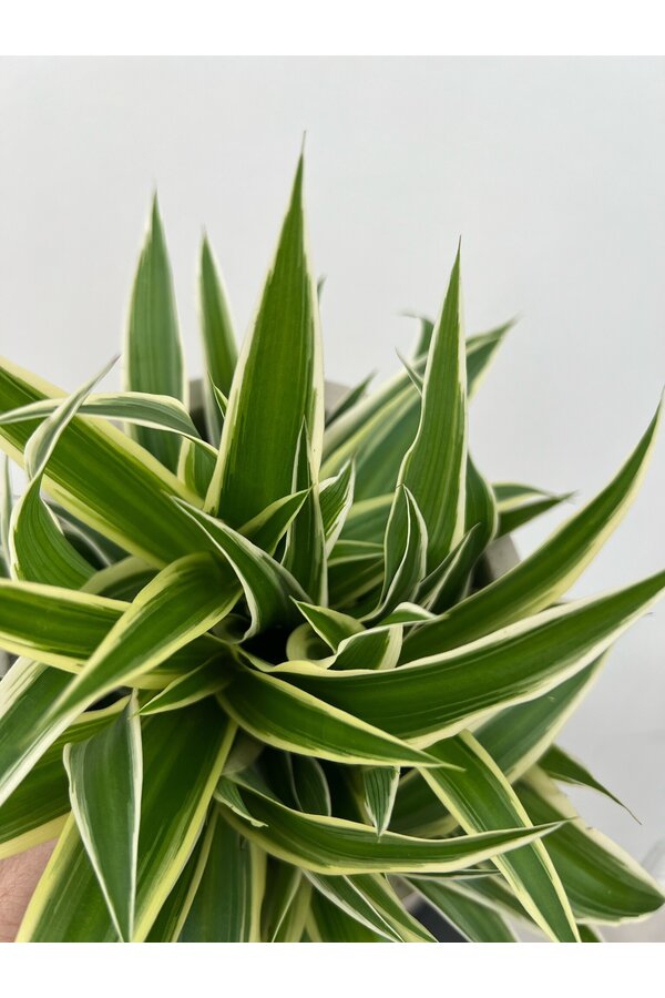 Plantenpakket Vaderplant - Spiderplant - Peperomia -  Pilea