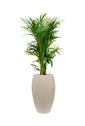 Kentia Palm in Emperor Beige