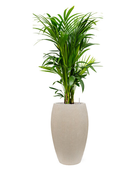 Baq Raindrop | Palmier Kentia