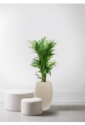 Kentia Palm in Emperor Beige