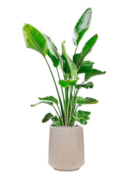 Baq Goutte de pluie | Strelitzia