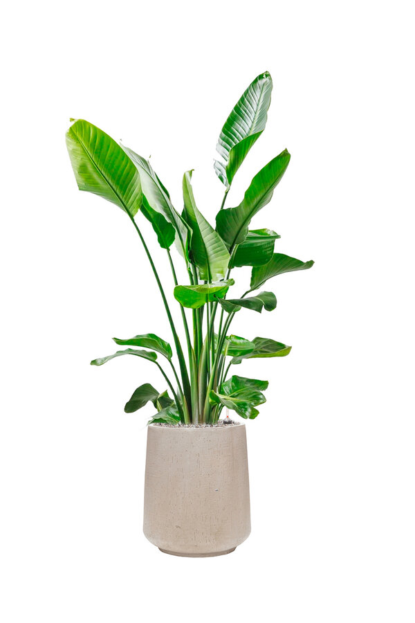 Strelitzia en Darcy High Beige