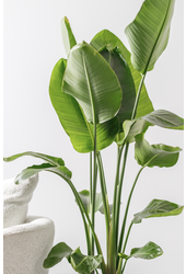 Strelitzia en Darcy High Beige