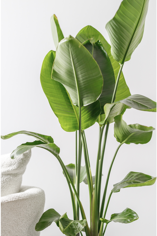 Strelitzia en Darcy High Beige