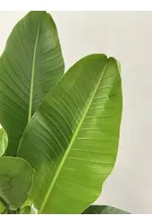 Strelitzia en Darcy High Beige