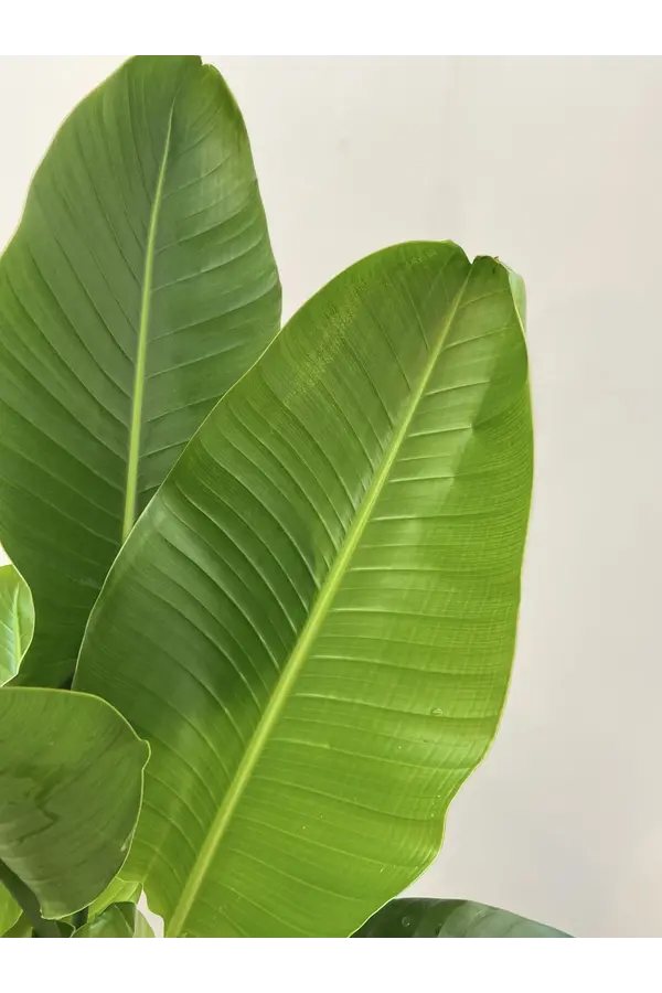 Strelitzia en Darcy High Beige