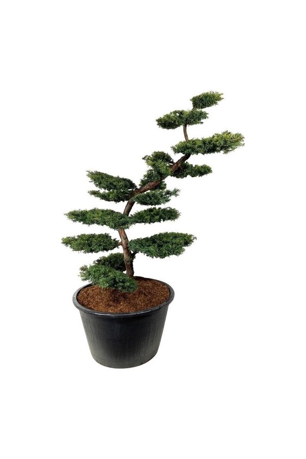Venijnboom Taxus Summergold