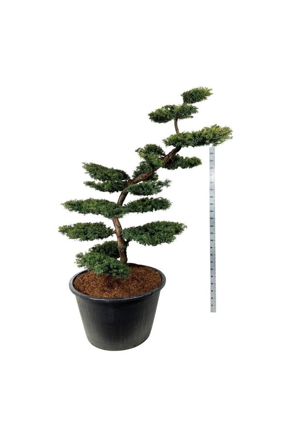 Venijnboom Taxus Summergold