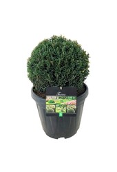 If commun Taxus Höpkens Gigant