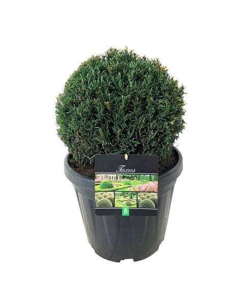 Taxus - Vente