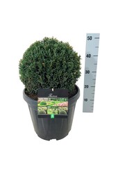 If commun Taxus Höpkens Gigant