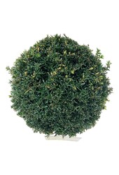 If commun Taxus Höpkens Gigant