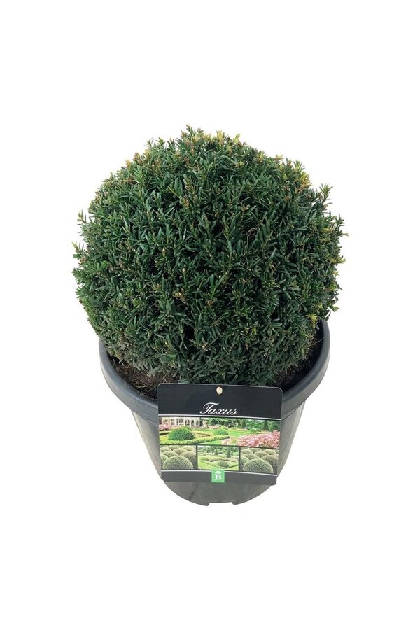 If commun Taxus Höpkens Gigant